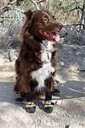 Image result for Dog Hiking Boots