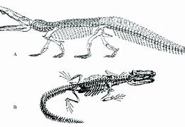 Image result for Leptosuchus