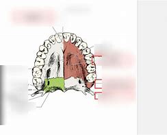 Image result for Palate Shape