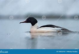 Image result for Winter Merganser