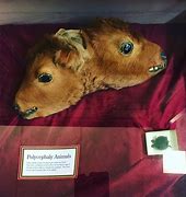 Image result for Polycephalic