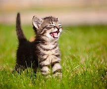 Image result for Happy Kitty