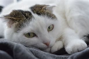 Image result for White Cat Head