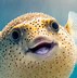 Image result for Long Cute Fish