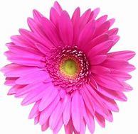 Image result for Pink Daisy Clip Art