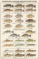 Image result for African Fish with Whisker