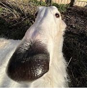 Image result for Goofy Ahh Goat