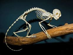 Image result for Monkey Skeleton