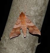 Image result for Moths in Trees