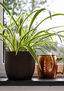 Image result for Wedding Spider-Plant