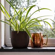 Image result for Do Spider Plants Flower