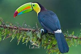 Image result for Rainforest Animals Toucan