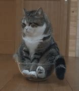 Image result for A Cute Cat GIF