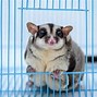 Image result for What Does Sugar Glider Eat