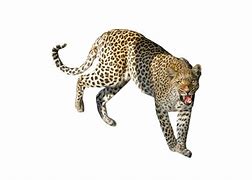 Image result for Leopard Standing