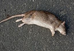 Image result for Dead Rat Funny