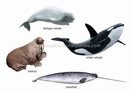 Image result for Medieval Marine Mammals