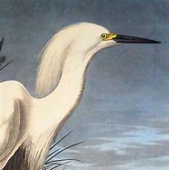 Image result for Snowy Heron