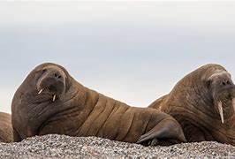 Image result for Walrus Baby Pics