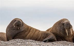 Image result for Baby Nordic Walrus