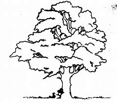 Image result for Line Drawn Tree