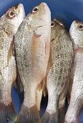 Image result for Ikan Kakap Putih Jantan