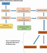 Image result for Adrenal Physiology