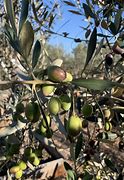 Image result for Mission Olive Tree Bear Fruit