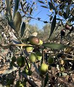 Image result for Most Cold-Hardy Olive Tree Mission