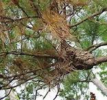 Image result for Witches Broom On Shrubs