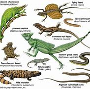 Image result for Flat Lizard Animal Species