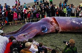 Image result for Deep Sea Colossal Squid