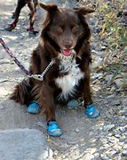 Image result for Dog Hiking Boots