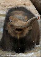 Image result for Cute Funny Baby Elephant