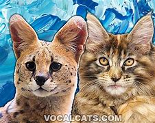 Image result for Maine Coon Serval Mix Cat