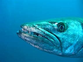 Image result for Barracuda Side Eye