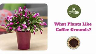 Image result for Plants That Love Coffee Grounds