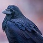 Image result for Ative American Raven