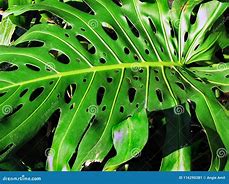 Image result for Green Leaf with Holes