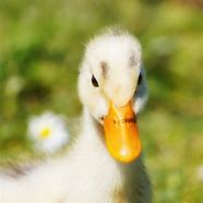 Image result for Fluffy Duck