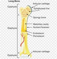 Image result for Knee Bone Labled