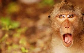 Image result for Monkey Funny Faces Wallpaper