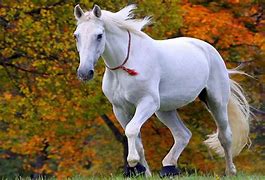 Image result for Best Horse Pics