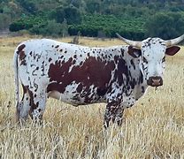 Image result for Nguni Cattle Skins