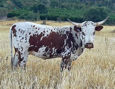 Image result for Nguni Babies