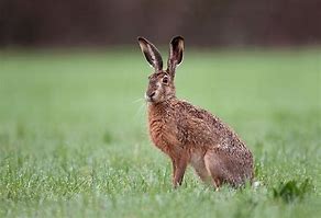 Image result for Starks Hare