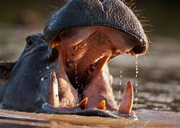 Image result for Hippo Big Teeth