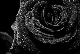 Image result for Black Rose Pic