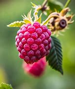 Image result for Organic Raspberry