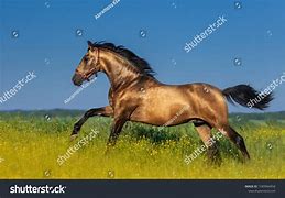 Image result for Horse Shinny Coat